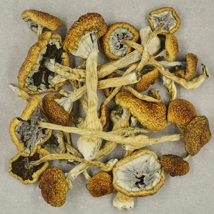 Psilocybin