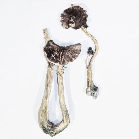 Magic Mushrooms 1 Ounce